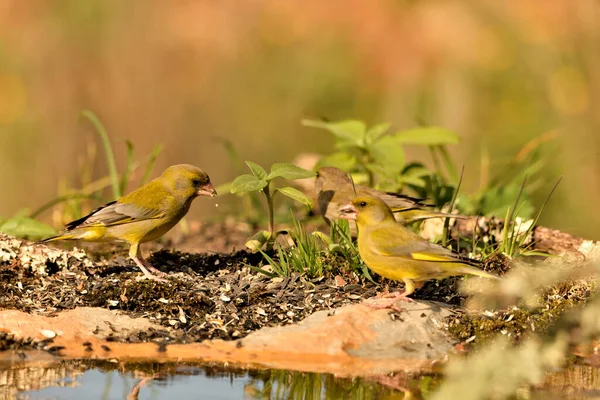 stock image Common pondside greenfinch (Chloris chloris)