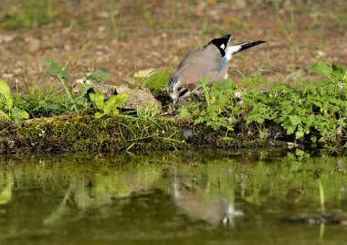 Avrasyalı Jay gölette içiyor (Garrulus glandarius)