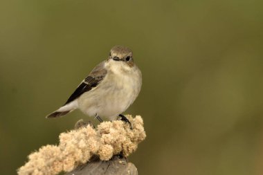 Ficedula hypoleuca (Ficedula hipoleuca))