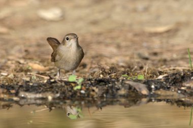 Ormandaki yaygın chiffchaff (Phylloscopus collybita)