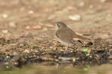 Ormandaki yaygın chiffchaff (Phylloscopus collybita)