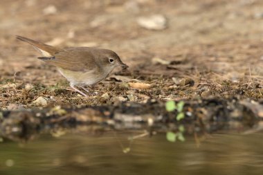 Ormandaki yaygın chiffchaff (Phylloscopus collybita)