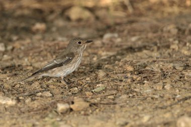 Gri sinekkapan göletin yanında. (Muscicapa striata)