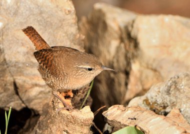 Orman zemininde yaygın çalıkuşu (Troglodit trogloditleri)