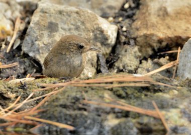 Orman zemininde yaygın çalıkuşu (Troglodit trogloditleri)