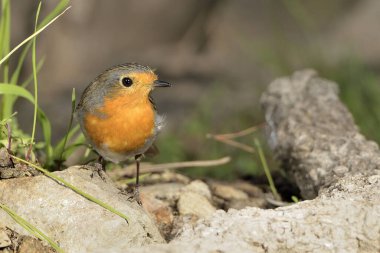 Gölette Avrupa bülbülü (Erithacus rubecula)