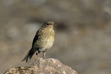 Genç Avrupa bülbülü (Erithacus rubecula)