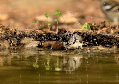 Capuchin tit bathing in the pond (Lophophanes cristatus)