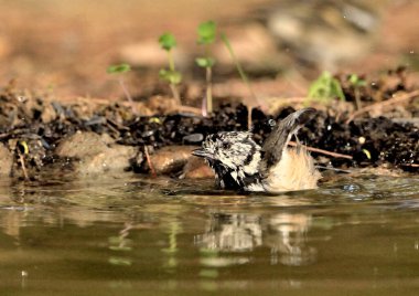 Capuchin tit bathing in the pond (Lophophanes cristatus)