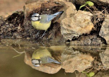 Blue tit reflected in the pond (Cyanistes caeruleus)