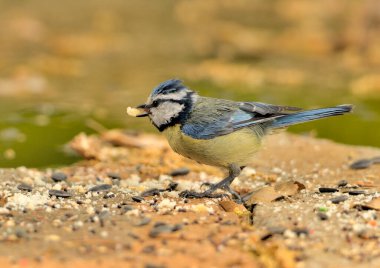 Blue tit eating on the ground (Cyanistes caeruleus)