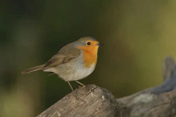 stock image European robin perched on a log and green background (Erithacus rubecula)