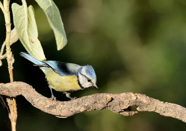 Blue Tit Perched Branch Cyanistes Caeruleus — Foto de Stock