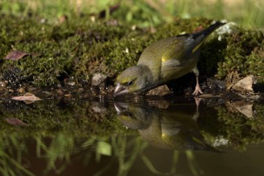 Gölette genel ispinoz içme (Chloris chloris)