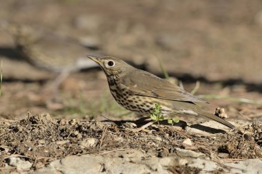 Orman zemininde ardıç kuşu şarkısı (Turdus philomelos)