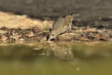 Şarkı ardıç kuşu gölet suyuna yansıdı (Turdus philomelos)