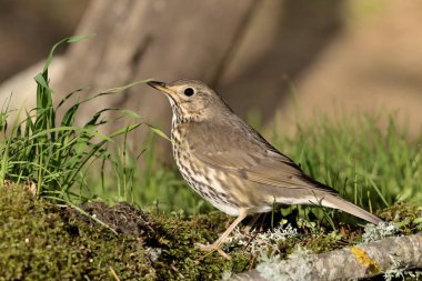 Orman zemininde ardıç kuşu şarkısı (Turdus philomelos)