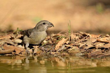 common crossbill in the pond (Loxia curvirostra) clipart