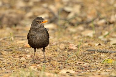 Orman tabanında karatavuk (Turdus merula)