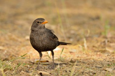 Orman tabanında karatavuk (Turdus merula)