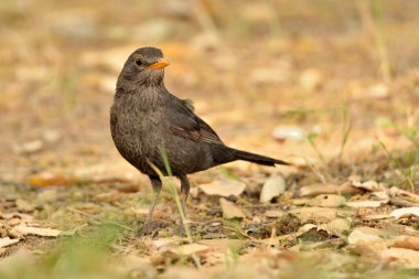Orman tabanında karatavuk (Turdus merula)