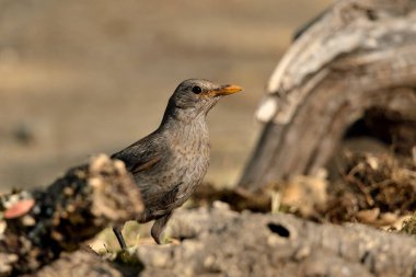Orman tabanında karatavuk (Turdus merula)