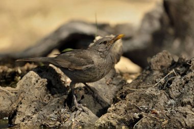 Orman tabanında karatavuk (Turdus merula)