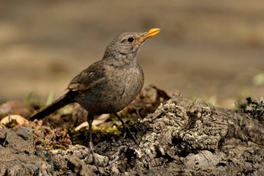 Orman tabanında karatavuk (Turdus merula)