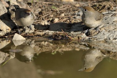 Blackcap gölde içiyor (Sylvia atricapilla)