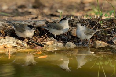 Gölde içki içen bir grup Blackcap (Sylvia atricapilla)