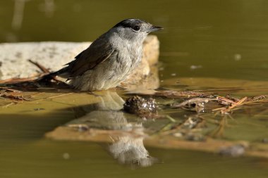 Park gölünde siyah başlıklı banyo (Sylvia atricapilla)