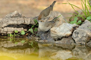 Blackcap gölde içiyor (Sylvia atricapilla)