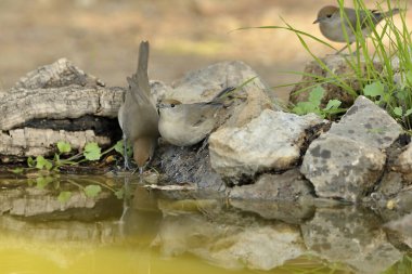 Blackcap gölde içiyor (Sylvia atricapilla)