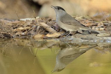 Blackcap gölde içiyor (Sylvia atricapilla)