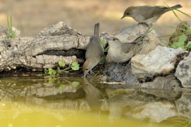 Blackcap gölde içiyor (Sylvia atricapilla)