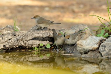 Blackcap gölde içiyor (Sylvia atricapilla)