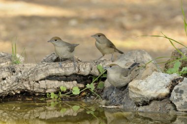 Gölde içki içen bir grup Blackcap (Sylvia atricapilla)