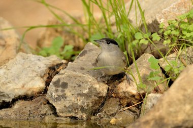 Orman zemin kaplaması (Sylvia atricapilla)
