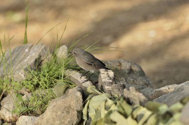 Yerdeki yaygın chiffchaff (Phylloscopus collybita)