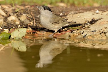 Blackcap gölde içiyor (Sylvia atricapilla)