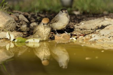 Park gölünde siyah başlıklı banyo (Sylvia atricapilla)