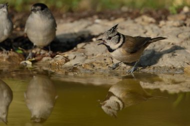 Capuchin tit drinking in the pond (Lophophanes cristatus)