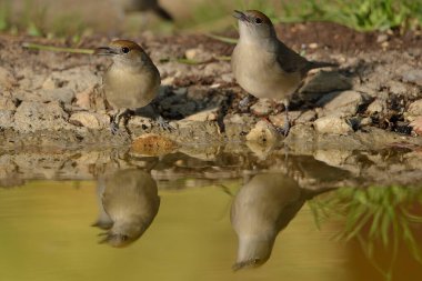 Blackcap gölde içiyor (Sylvia atricapilla)