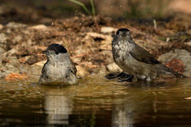 Park gölünde siyah başlıklı banyo (Sylvia atricapilla)