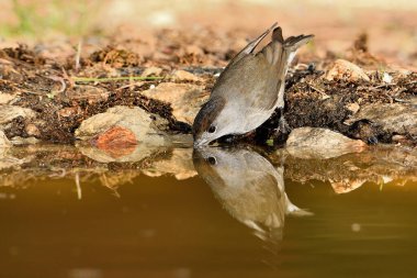 Blackcap gölde içiyor (Sylvia atricapilla)