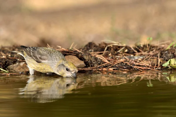 stock image common crossbill in the pond (Loxia curvirostra)