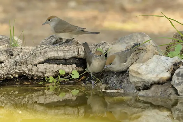 Blackcap gölde içiyor (Sylvia atricapilla)