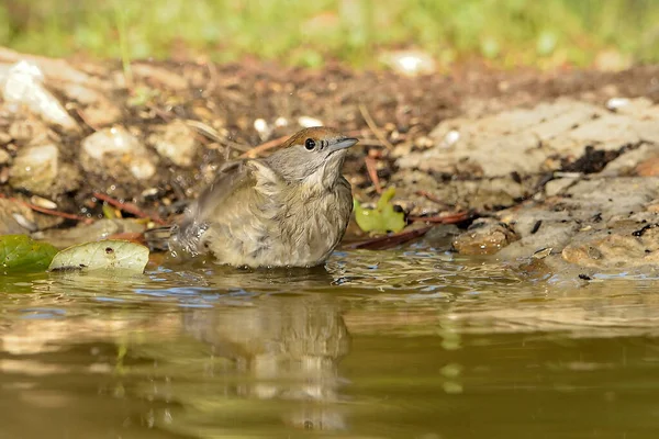 stock image Blackcap bathing in the park pond (Sylvia atricapilla)