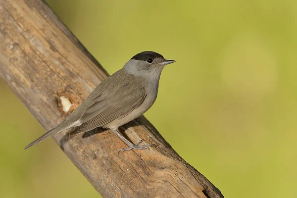 stock image Blackcap on a log (Sylvia atricapilla)