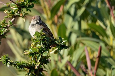 bir çalılıktaki serçe (Passer domesticus)